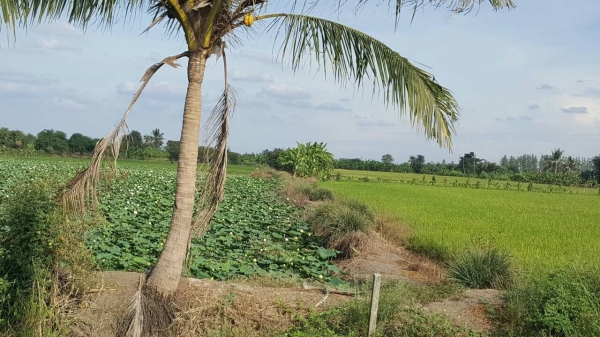 ท่ีนาผักบุ้ง ต. บางแม่นาง อ.บางใหญ่ จ.นนทบุรี เนื้อที่342ตารางวา ราคาประเมินตารางวาล่ะ10000บาท