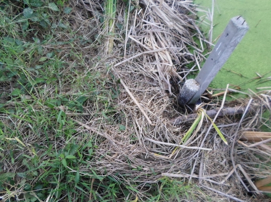 @@@ ขายที่ดินเปล่า หนองจอก ถนนคู้คลองสิบ กรุงเทพฯ @@@