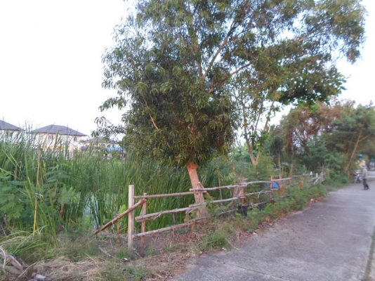 @@@ ขายที่ดินเปล่า หนองจอก ถนนคู้คลองสิบ กรุงเทพฯ @@@