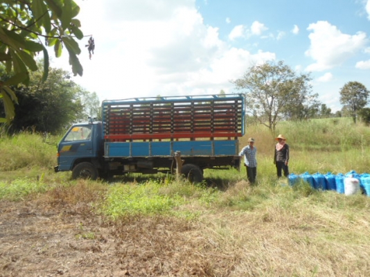 -ขาย   NPRf   110   4BE1   สวยๆถูกๆ