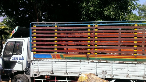 ขายราคา 475,000บ หกล้อ ฮีโน่ FB4J145ปี45ช่วงยาว4.30ม(ช่วงล้อต่อดั้ม) สภาพดีเดิมๆสวยพร้อมใช้ ทะเบียนพร้อมโอน