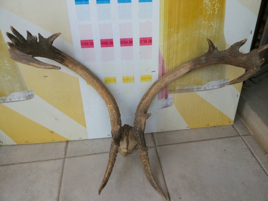 เขากวางเก่านานมากสวยครับ