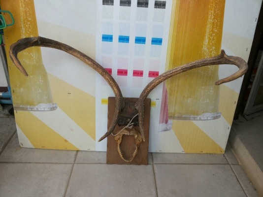 เขากวางเก่านานมากสวยครับ