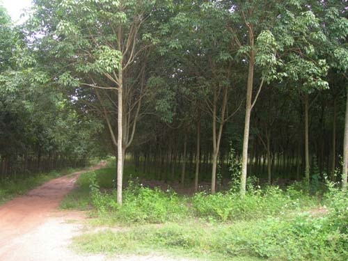 ขออนุญาติขาย สวนยาง พร้อมตัด 226 ไร่ ไร่ละ 95000