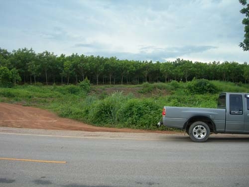 ขออนุญาติขาย สวนยาง พร้อมตัด 226 ไร่ ไร่ละ 95000