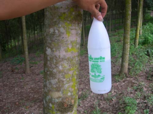 ขออนุญาติขาย สวนยาง พร้อมตัด 226 ไร่ ไร่ละ 95000