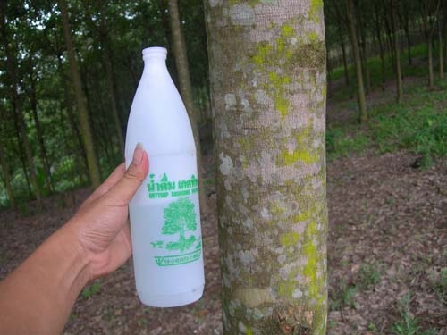 ขออนุญาติขาย สวนยาง พร้อมตัด 226 ไร่ ไร่ละ 95000