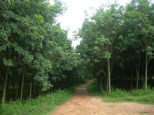 ขออนุญาติขาย สวนยาง พร้อมตัด 226 ไร่ ไร่ละ 95000