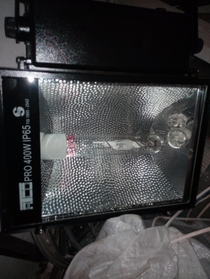 ขายสปอร์ตไลท์