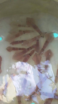 ขายเรือตกปลาไฟเบอร์ ขายเรือตกปลาไฟเบอร์