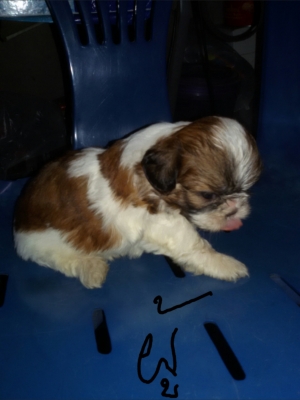 ชิสุแท้ ชิสุแท้