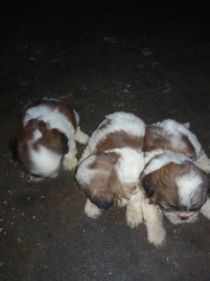 ชิสุแท้