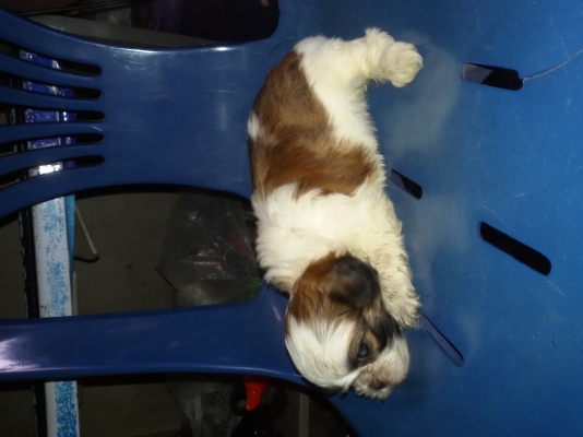 ชิสุแท้ ชิสุแท้