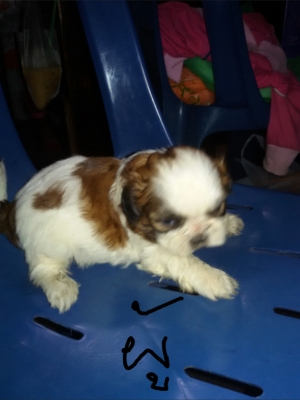 ชิสุแท้ ชิสุแท้