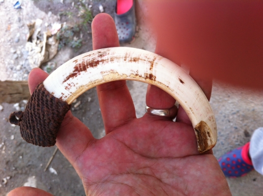 ขายเขี้ยวของหมูเขี้ยวตันแท้ๆ เป็นเครื่องราง ของขลัง