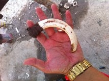 ขายเขี้ยวของหมูเขี้ยวตันแท้ๆ เป็นเครื่องราง ของขลัง ขายเขี้ยวของหมูเขี้ยวตันแท้ๆ เป็นเครื่องราง ของขลัง