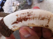 ขายเขี้ยวของหมูเขี้ยวตันแท้ๆ เป็นเครื่องราง ของขลัง ขายเขี้ยวของหมูเขี้ยวตันแท้ๆ เป็นเครื่องราง ของขลัง