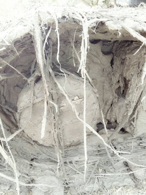 ขายรถแบคโฮ KOMATSU PC100-5 ช่วงล่างใหม่ ไม่มีเอกสาร ไม่มีระบบไฟ คอลโทรลยาว ราคา 620000