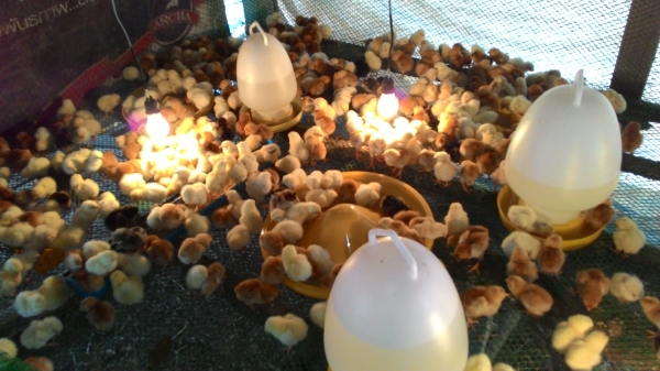 ขายลูกไก่ไข่