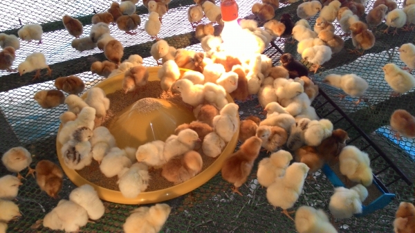 ขายลูกไก่ไข่