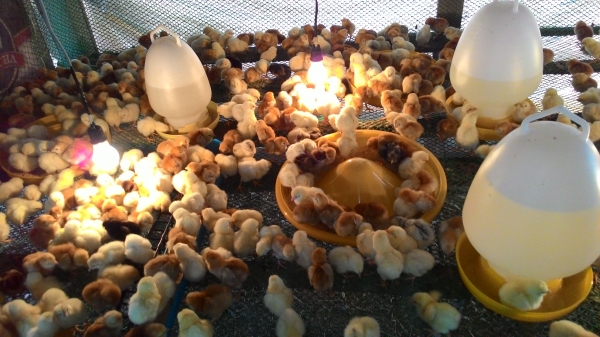 ขายลูกไก่ไข่