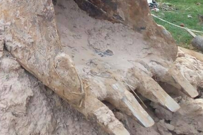 แบคโฮ KOBELCO K903A (PC60) สภาพดี บอดี้เดิมๆ เอกสารอินวอย **ขาย KOBELCO K903A แบคโฮขนาดเทียบเท่าPC60 สภาพดี ราคาเบา เอกสารอินวอย HYD.EXCAVATOR KOBELCO K903A (ซีเรียล)S/N.K-3xxx (PC60) เครื่องเดิม ISUZU 4BB1 ฝาขาว 4สูบ ปั้มเดิม เครื่อ