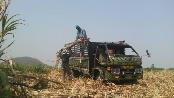 ขายรถอีแต๋นพร้อมใช้หกล้อบรรทุกกาลเกษตทุกชนิดพร้อมใช้ -บริการส่งให้ฟรีครับ ขายรถอีแต๋นพร้อมใช้หกล้อบรรทุกกาลเกษตทุกชนิดพร้อมใช้ -บริการส่งให้ฟรีครับ