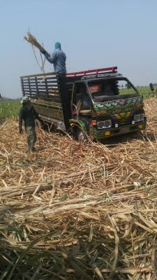 ขายรถอีแต๋นพร้อมใช้หกล้อบรรทุกกาลเกษตทุกชนิดพร้อมใช้ -บริการส่งให้ฟรีครับ ขายรถอีแต๋นพร้อมใช้หกล้อบรรทุกกาลเกษตทุกชนิดพร้อมใช้ -บริการส่งให้ฟรีครับ