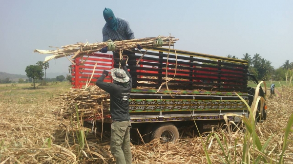 ขายรถอีแต๋นพร้อมใช้หกล้อบรรทุกกาลเกษตทุกชนิดพร้อมใช้ -บริการส่งให้ฟรีครับ ขายรถอีแต๋นพร้อมใช้หกล้อบรรทุกกาลเกษตทุกชนิดพร้อมใช้ -บริการส่งให้ฟรีครับ