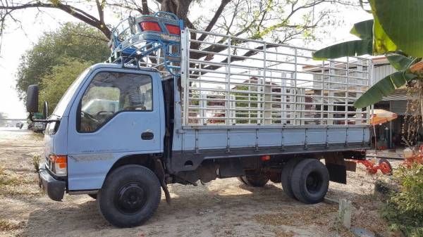 ขาย 6 ล้อ ISUZU NPR66LX5 S เครื่อง 4HF1 120 ฝาดำ คัสซีสวยตลอดเส้น ทะเบียนพร้อมโอน ขาย 6 ล้อ ISUZU NPR66LX5 S เครื่อง 4HF1 120 ฝาดำ คัสซีสวยตลอดเส้น ทะเบียนพร้อมโอน