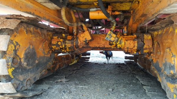 ขายรถเกี่ยวข้าว เกษตรพัฒนา เจ้าช้างไวไฟตัวเดิน12ปั๊ม23 เครื่องมิตซู240แรง สภาพพร้อมลุยงานเดิมสวย