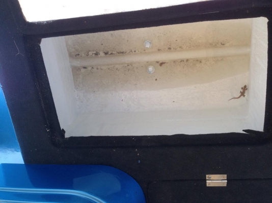 ขายเรือเบส12ฟุต สภาพสวยทำสีใหม่มีห้องขังเหยื่อ เป็นเครื่องซูซูกิ50แรง2จังหวะเครื่องดีมากครับ มาลองขับดูได้ครับ แบตรี่่ใหม่ผ้าใบใหม่เทเลอร์ทำสีใหม่สรุปไม่ต้องทำอะไรแล้วครับเอาไปขับได้เลย ขาย 89000 บาทครับ