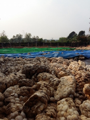 แหล่งรวมรถโฟลค์ลิฟท์งาเทฮิงร์ฟอร์คภาคตะวันออกรถงาเทกระดกเทได้สำหรับตักก้อนยางพาราตักขี้ยางและยางถ้วย