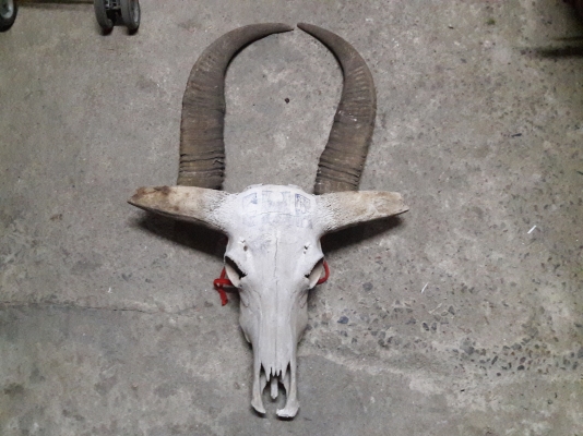 ขายแล้ว