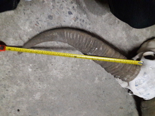 ขายแล้ว