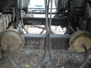 ขายหางสั้นเทลเลอร์