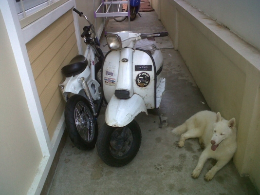 ขายแลม 4