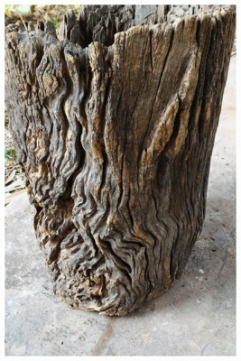 ครกไม้โบราณ ขายพร้อมกับตะกร้าหวายไม้เก่าสวย เนื้อแข็งและหนักมาก เป็นไม้ที่ถูกกฏหมายครับ อายุเกือบจะร้อยปีได้