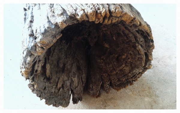 ครกไม้โบราณ ขายพร้อมกับตะกร้าหวายไม้เก่าสวย เนื้อแข็งและหนักมาก เป็นไม้ที่ถูกกฏหมายครับ อายุเกือบจะร้อยปีได้