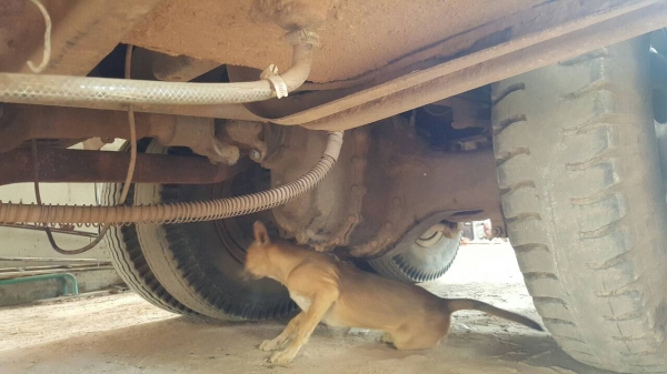 ขาย รถพ่วงแม่-ลูกดั้มเกษตรคอกสูง HINO FM2K ปี 43 เครื่องเดิม K13D 260 แรงม้า ลูก 3 เพลา แท้ยาว 7 เมตร ทะเบียนพร้อมโอน