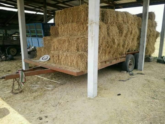 ขายรถเกี่ยวข้าว KUBOTA DC95GM รถสวย สภาพดี ใช้งาน2พันชั่วโมง เอกสารพร้อมโอน สนใจโทร 090-8588220คุณนะ 093-3258446คุณบิว หรือเข้าดูสินค้าอื่นๆได้ที่ www.truck.in.th/498 หรือเพจFacebook ณรงค์ ซื้อขายรถมือสอง (เว็บไซต์ส่วนตัว) หรือFacebook คุณนะ รถบรรทุก ขายรถเกี่ยวข้าว KUBOTA DC95GM รถสวย สภาพดี ใช้งาน2พันชั่วโมง เอกสารพร้อมโอน สนใจโทร 090-8588220คุณนะ 093-3258446คุณบิว หรือเข้าดูสินค้าอื่นๆได้ที่ www.truck.in.th/498 หรือเพจFacebook ณรงค์ ซื้อขายรถมือสอง (เว็บไซต์ส่วนตัว) หรือFacebook คุณนะ รถบรรทุก