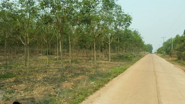 แหล่งรวมรถโฟลค์ลิฟท์งาเทอิ้งค์ฟอร์คงากระดกเทได้ภาคตะวันออกสำหรับตักยางพาราก้อนยางถ้วยขี้ยาง