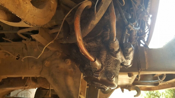 ขาย 10 ล้อ 2 เพลาดั้ม HINO KT725 วางเครื่อง HO7D 195 แรงม้า คัสซีมีรอยเชื่อมด้านขวา เบรคทิฟฟี่ พวงมาลัยพาวเวอร์ ทะเบียนพร้อมโอนครับ