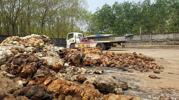 แหล่งรวมรถโฟลค์ลิฟท์งาเฮิ้งค์ฟอร์คภาคตะวันออกสำหรับตักยางก้อนยางพาราและยางถ้วยและรับสั่งรถตามราคาที่ต้องการ