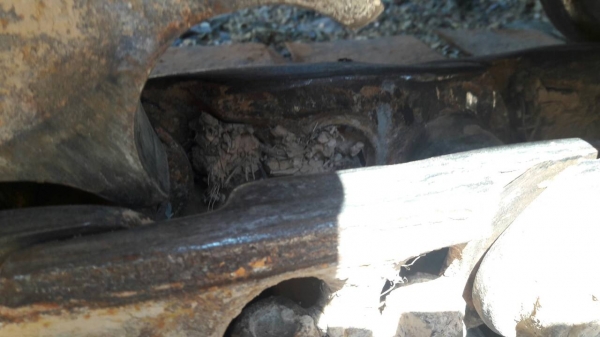 KOBELCO SK 120 มาร์คทรี