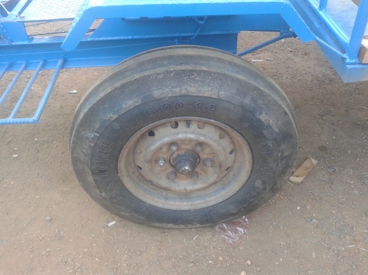 ขายเสือภูเขาตะเบาะ