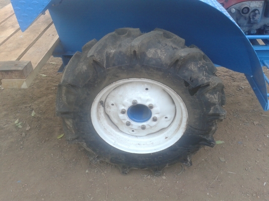 ขายเสือภูเขาตะเบาะ