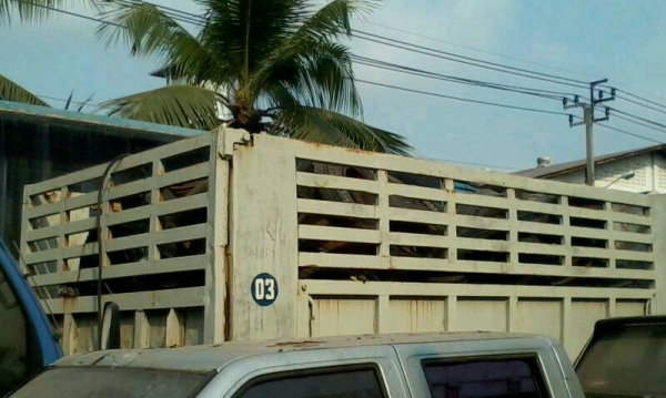 6ล้อดั้ม มิตซูบิชิ 160 แรง 6D14 6ล้อดั้ม มิตซูบิชิ 160 แรง 6D14