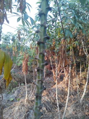 ขอขายมันสำปะหลังพันธ์ระยอง59 ต้นสวยหัวใหญ่น้ำหนักดี ไร่ละ5,000