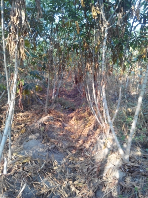 ขอขายมันสำปะหลังพันธ์ระยอง59 ต้นสวยหัวใหญ่น้ำหนักดี ไร่ละ5,000 ขอขายมันสำปะหลังพันธ์ระยอง59 ต้นสวยหัวใหญ่น้ำหนักดี ไร่ละ5,000